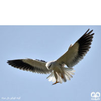 گروه کورکورها Kites